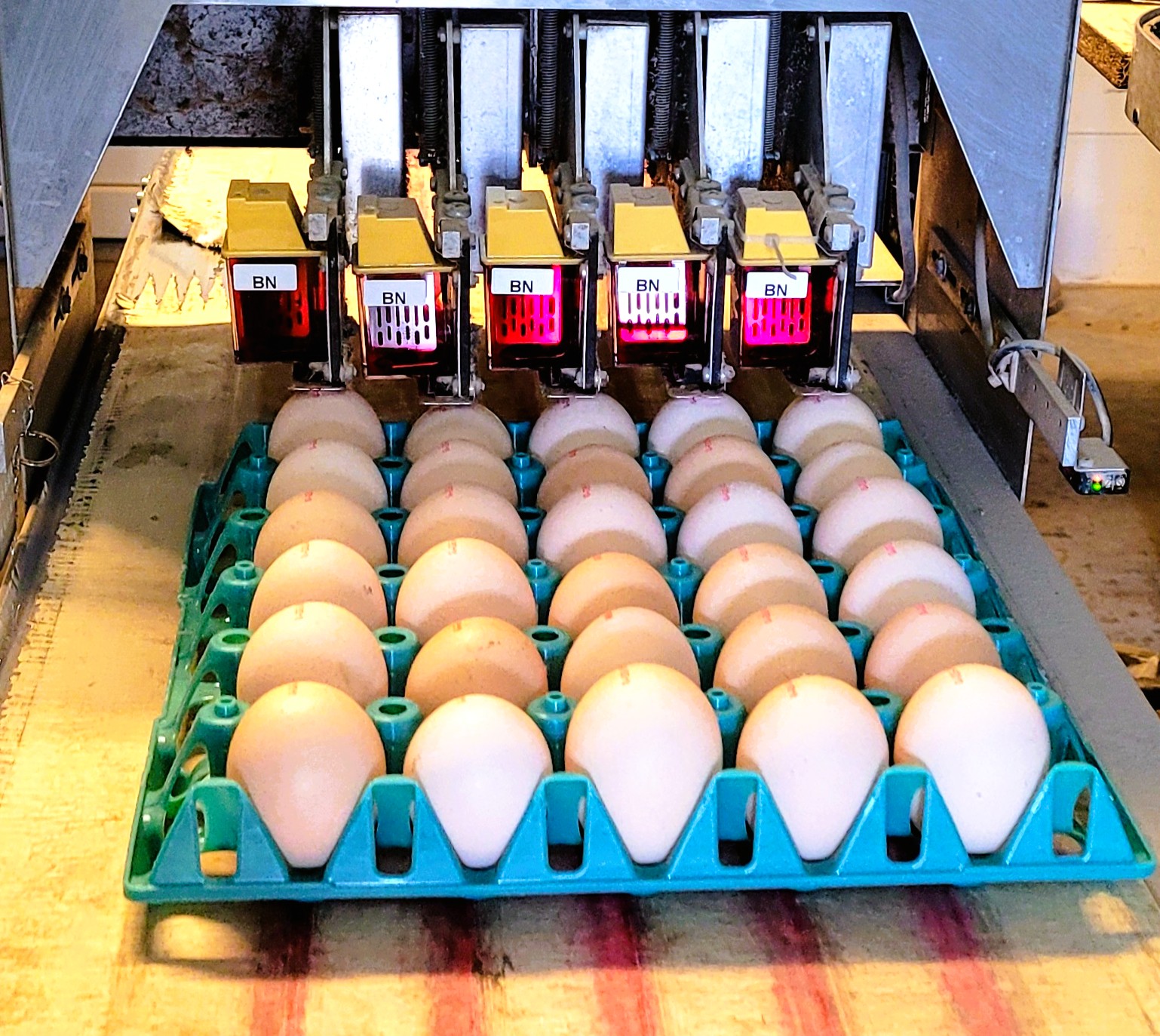 Eier vor dem Stempelgerät