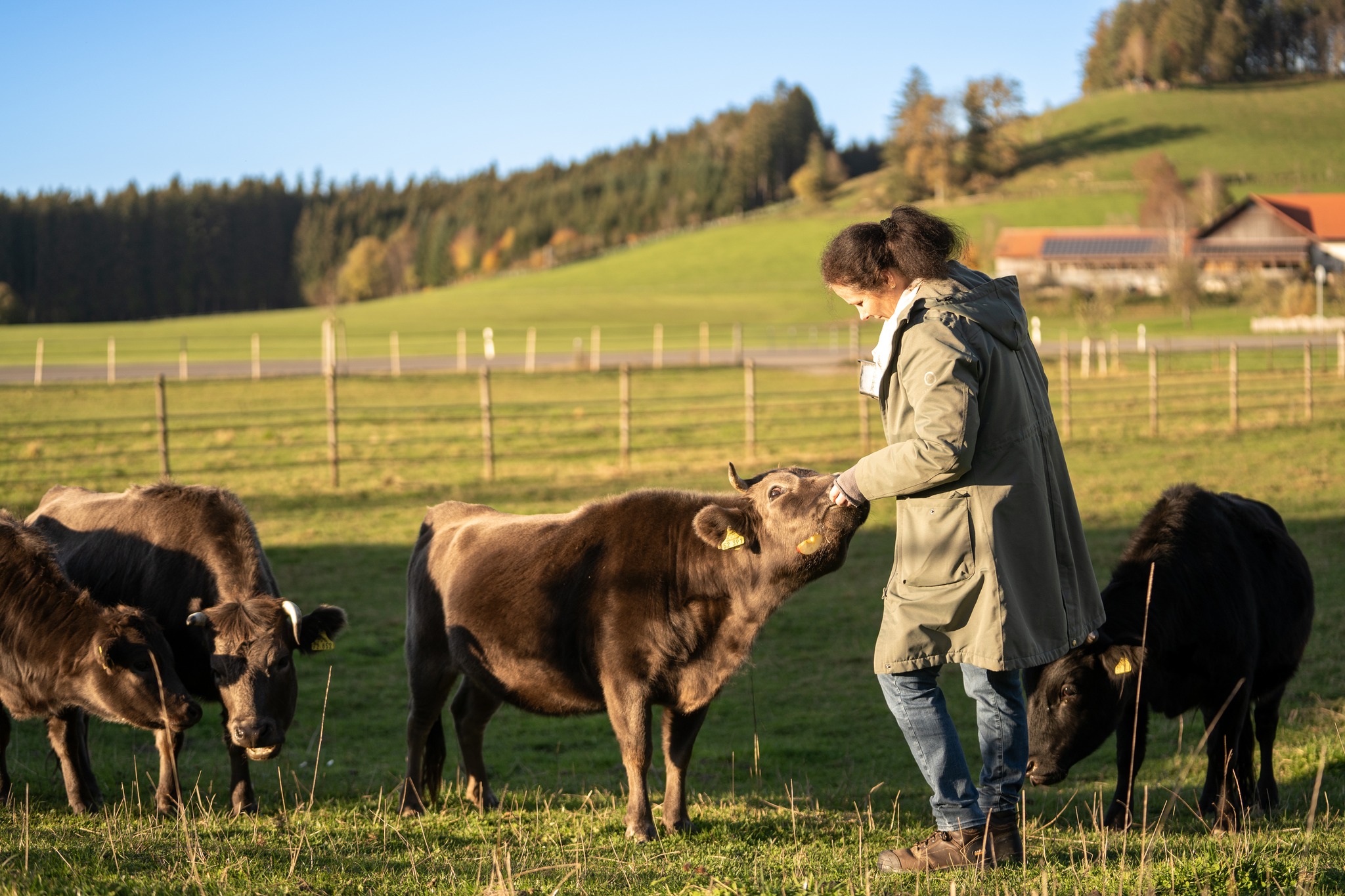 Frau auf der Weide mit kleinen Rindern.