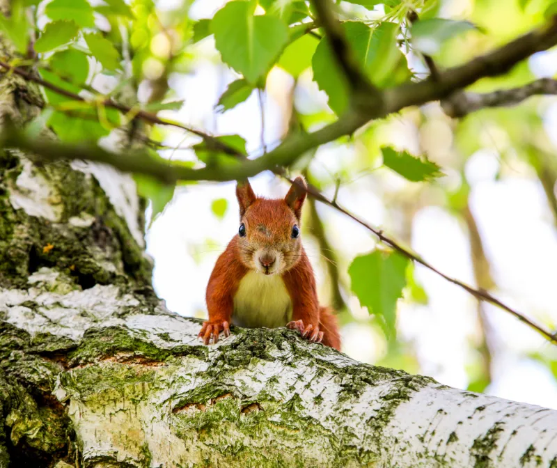 Ein Eichhörnchen sitzt auf einem Baum