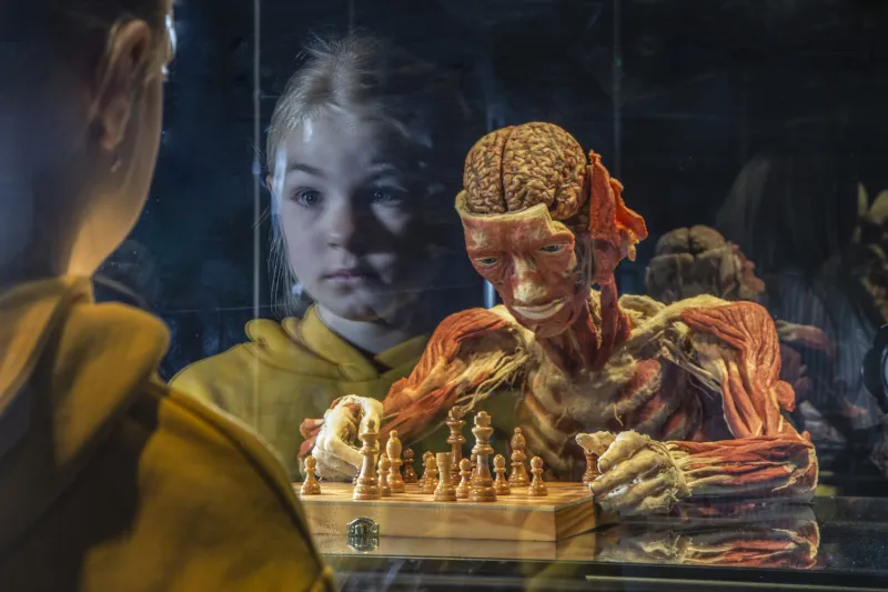 © Gunther von Hagens‘ KÖRPERWELTEN, Institut für Plastination, Heidelberg, www.koerperwelten.de