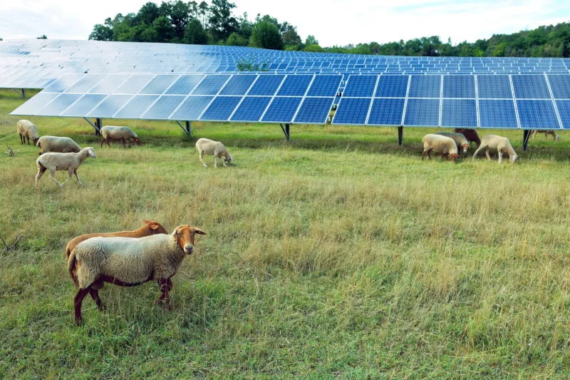 Solaranlage auf Schafweide