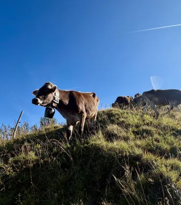 Blick in eine ungewisse Zukunft – Allgäuer Rindviecher