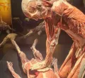 Die Plastinate zeigen eindrücklich den menschlichen Körper von innen in  verschiedenen Positionen und mit unterschiedlichen Schwerpunkten
