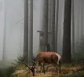 Ein Hirsch steht in einem vernebelten Wald, im Hintergrund steht ein Hochsitz