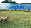 Solaranlage auf Schafweide