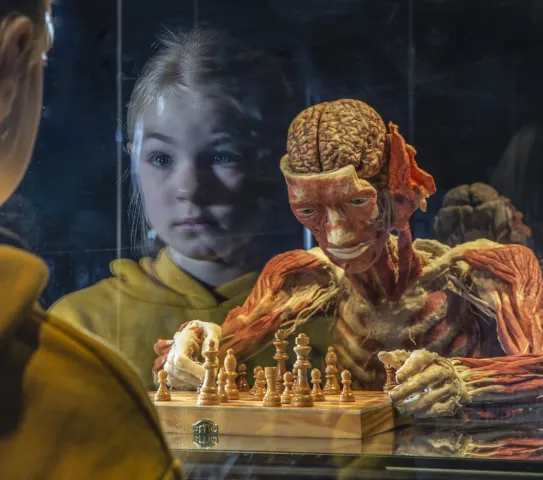 © Gunther von Hagens‘ KÖRPERWELTEN, Institut für Plastination, Heidelberg, www.koerperwelten.de