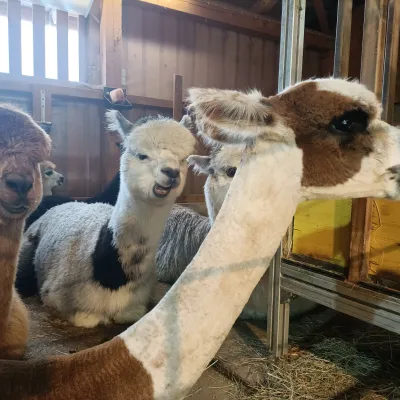 Vier Alpakas in verschieden gefleckten Farben im Stall