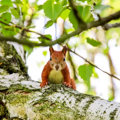 Ein Eichhörnchen sitzt auf einem Baum